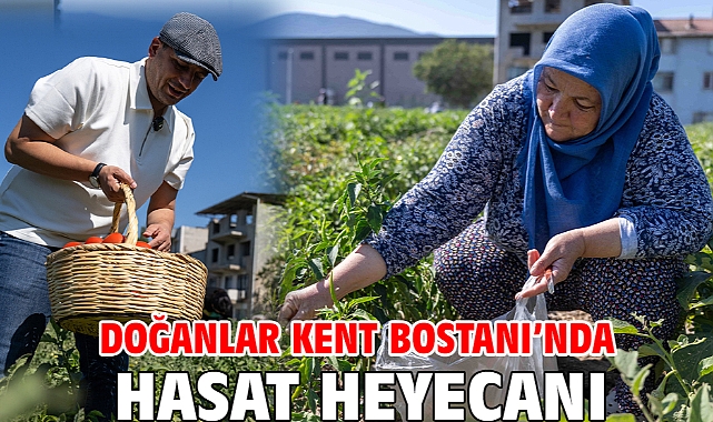 Doğanlar Kent Bostanı’nda hasat heyecanı