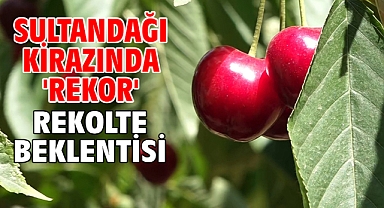 Sultandağı kirazında 'rekor' rekolte beklentisi