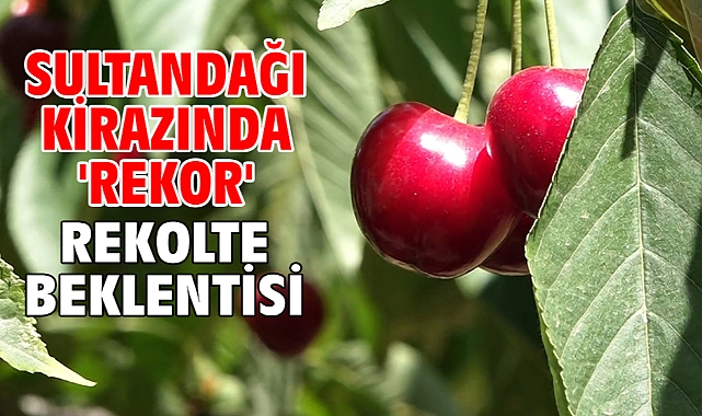 Sultandağı kirazında 'rekor' rekolte beklentisi