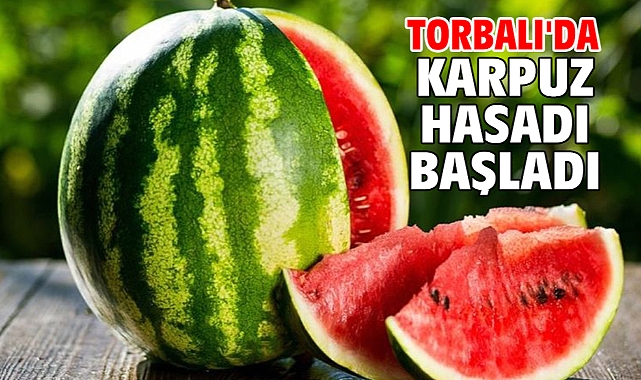 Torbalı'da karpuz hasadı başladı