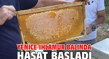 Yenice ıhlamur balında hasat başladı