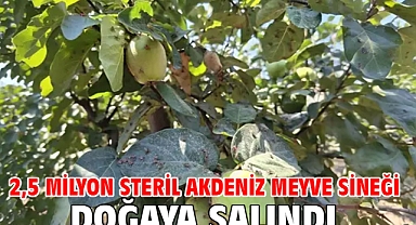 2,5 milyon steril Akdeniz meyve sineği doğaya salındı