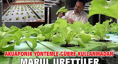 Akuaponik yöntemle gübre kullanmadan marul ürettiler