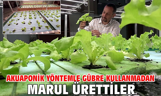 Akuaponik yöntemle gübre kullanmadan marul ürettiler