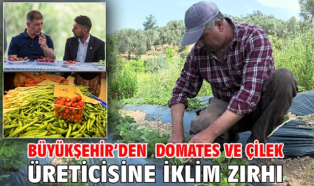 Büyükşehir’den domates ve çilek üreticisine iklim zırhı