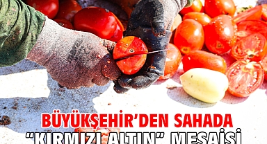 Büyükşehir’den sahada “Kırmızı Altın” mesaisi