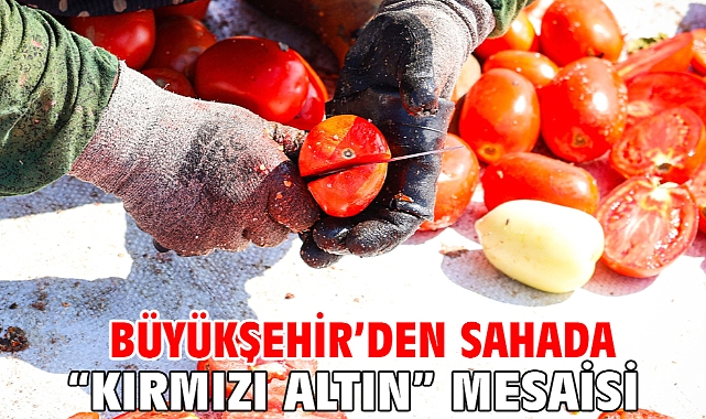 Büyükşehir’den sahada “Kırmızı Altın” mesaisi