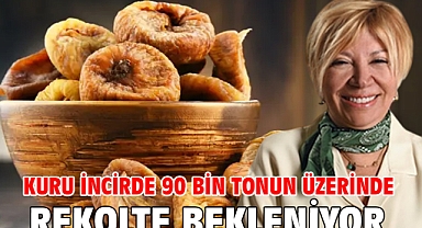 Kuru incirde 90 bin tonun üzerinde rekolte bekleniyor