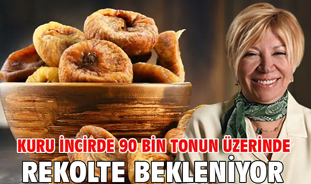 Kuru incirde 90 bin tonun üzerinde rekolte bekleniyor