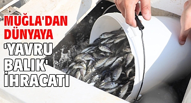 Muğla'dan dünyaya 'yavru balık' ihracatı
