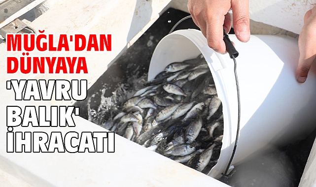 Muğla'dan dünyaya 'yavru balık' ihracatı