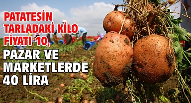 Patatesin tarladaki kilo fiyatı 10, pazar ve marketlerde 40 lira