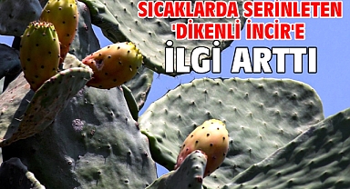 Sıcaklarda serinleten 'dikenli incir'e ilgi arttı