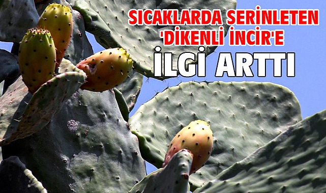 Sıcaklarda serinleten 'dikenli incir'e ilgi arttı