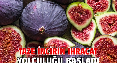 Taze incirin ihracat yolculuğu başladı