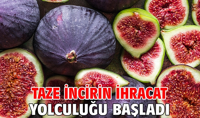 Taze incirin ihracat yolculuğu başladı