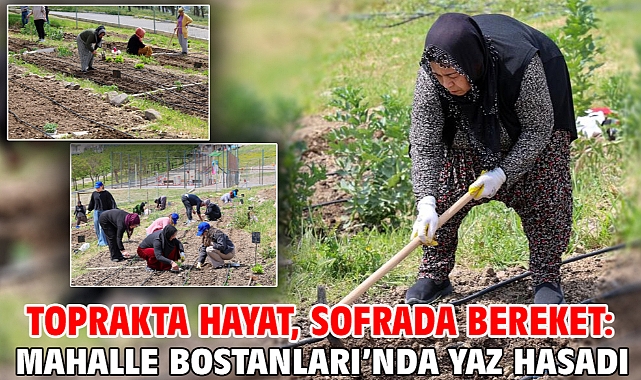 Toprakta hayat, sofrada bereket: Mahalle Bostanları’nda yaz hasadı