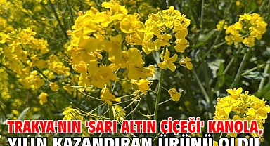 Trakya'nın 'sarı altın çiçeği' kanola, yılın kazandıran ürünü oldu
