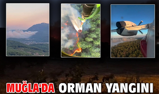 Muğla'da orman yangını