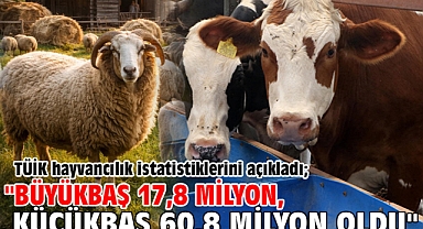 TÜİK hayvancılık istatistiklerini açıkladı