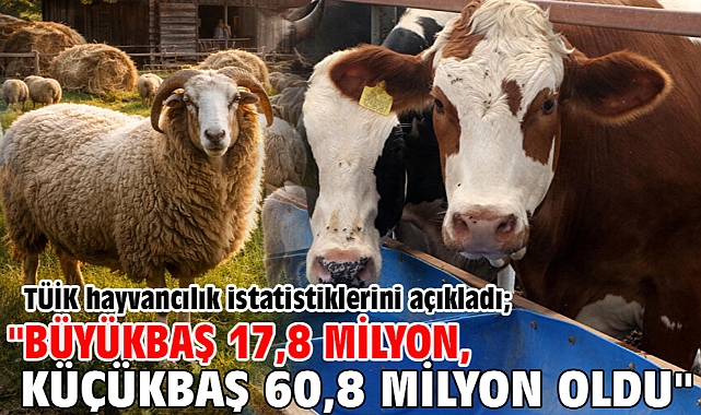 TÜİK hayvancılık istatistiklerini açıkladı