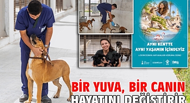 Bir yuva, bir canın hayatını değiştirir