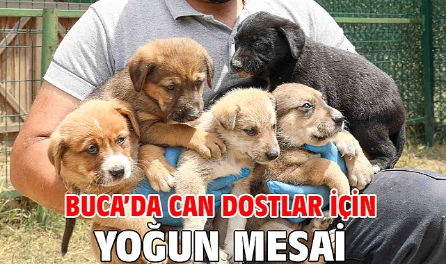 Buca’da can dostlar için yoğun mesai