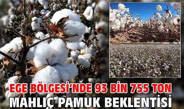 Ege Bölgesi’nde 93 bin 755 ton mahlıç pamuk beklentisi
