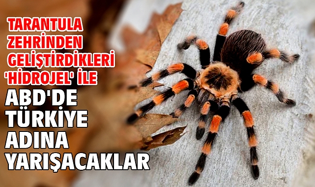 Tarantula zehrinden geliştirdikleri 'hidrojel' ile ABD'de Türkiye adına yarışacaklar