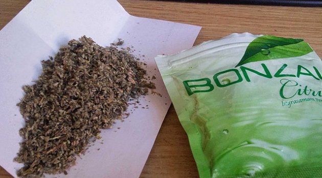 Bonzai yine can aldı!