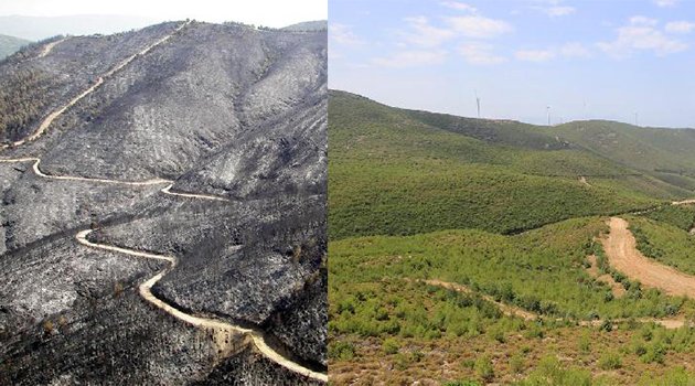 Bülbül Dağı'nın fidanları insan boyuna ulaştı