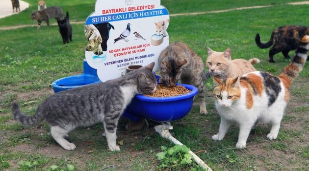 Can dostlarımızı unutmayın!