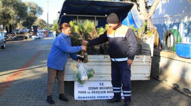 Çeşme "Çam"lanıyor