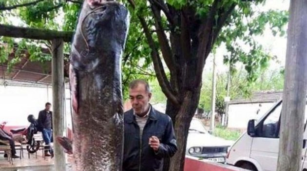 Dereden 120 kiloluk balık çıktı