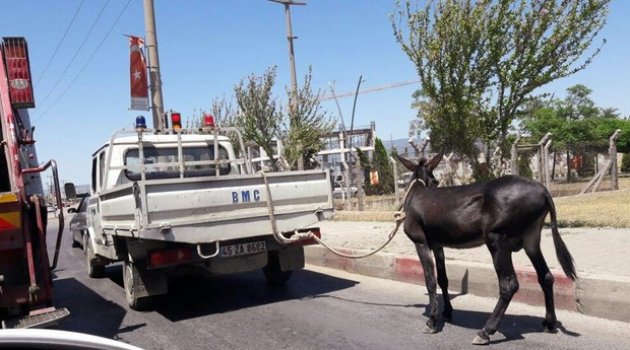 Eşeğe işkenceye skandal gibi ceza!