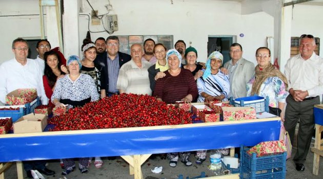 Genel Sekreter Sındır; “Kiraz Üreticisi Perişan”