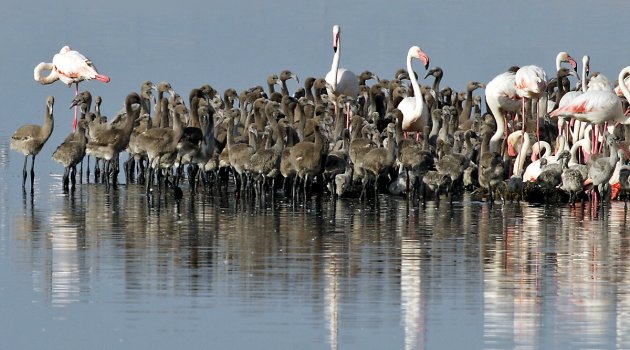 İzmir Kuş Cenneti ‘rekora’ koştu