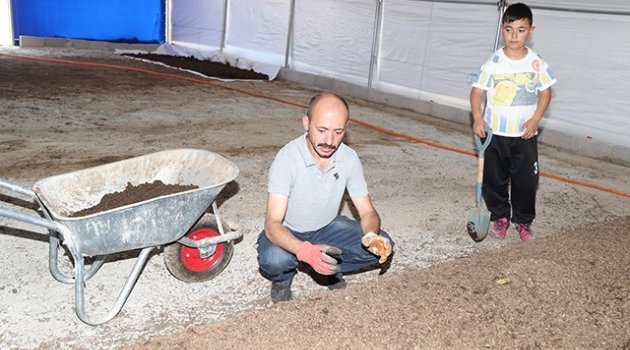 Kaliforniya'dan getirilen 400 bin solucanla organik gübre