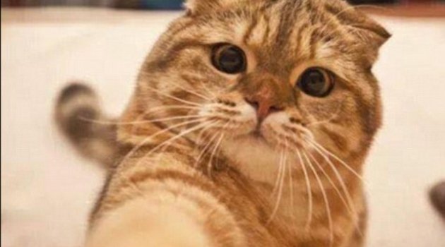 Kediyle selfie çekmeyi yasakladılar