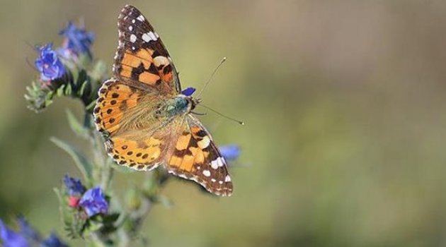 Kelebek zengini il keşfedilmeyi bekliyor