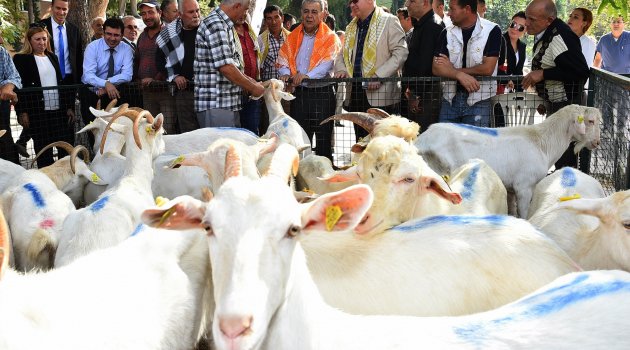 Koyun ve keçiler Büyükşehir'den