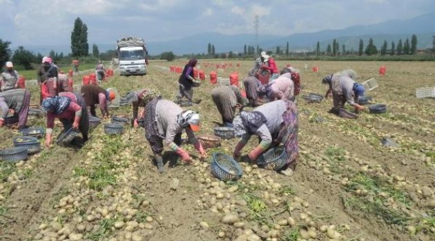 Patates üreticisinden fiyatlara müdahale istemi