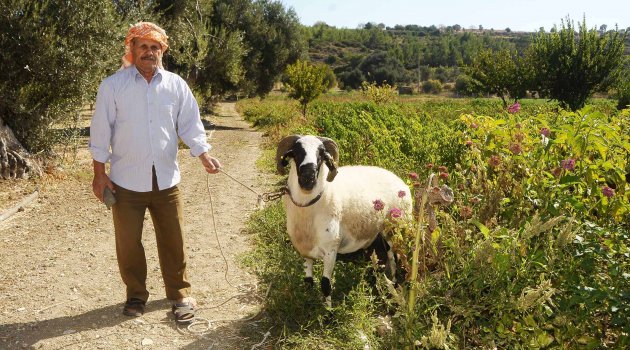 'Sakız güzelleri' Çeşme'de yarışacak