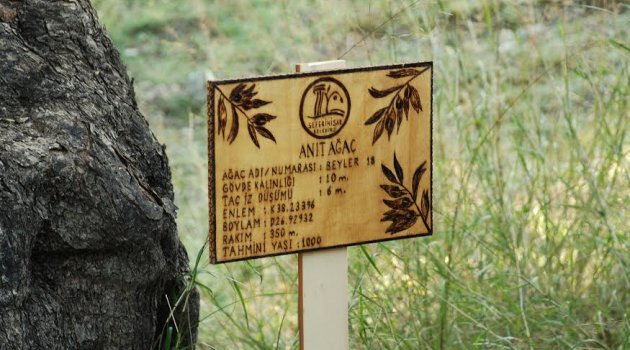 Seferihisar'da ölümsüz ağaçların taze lezzetleri görücüye çıkıyor