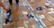 Ezilen güvercin başına 500 TL ceza talebi