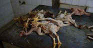 Kaçak tavuk kesimi yapanlara operasyon