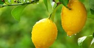 Limonun fiyatı 10 dolara çıkınca Ruslar yasaklayamadı
