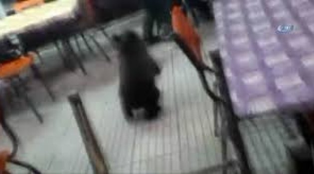 Yolunu şaşıran yavru ayı kahvehaneye girince...
