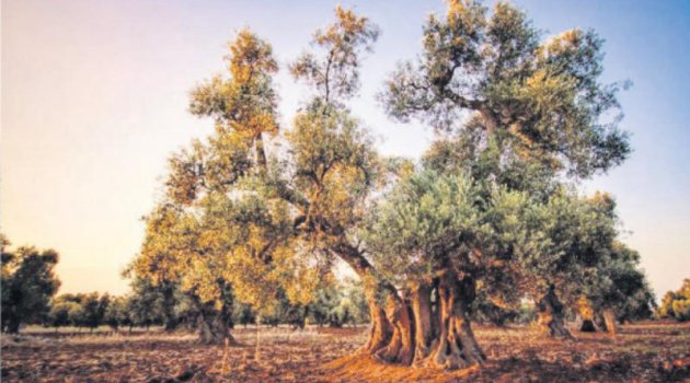 Zeytin katliamına savcılık engeli
