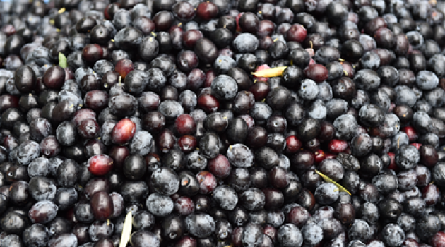 Zeytin üreticisine kalite desteği